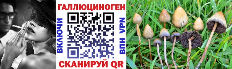 Псилоцибиновые грибы Psilocybe Братск